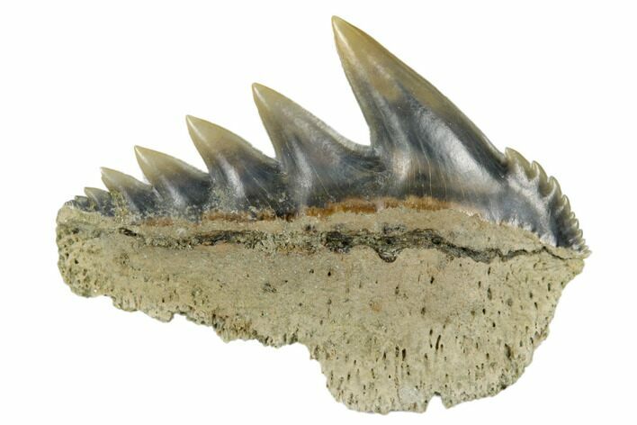 Fossil Cow Shark (Notorhynchus) Tooth - Aurora, NC #184312